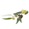 Gel de dus, cu eucalipt BIO, Life Care®